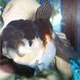freshwater fish - carassius auratus - panda oranda goldfish stocking in 72 gallons tank - Goldfish, Tri-color Oranda
