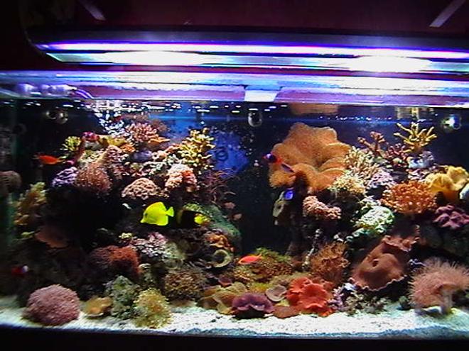 150 gallons reef tank (mostly live coral and fish) - 5x2x2. main tank.sump 3x2x1,with mineral mud.lighting2x150watt metal halides2 blue actinics.reef rack.3 power heads in main tank,uvlight.105kg live cured rock