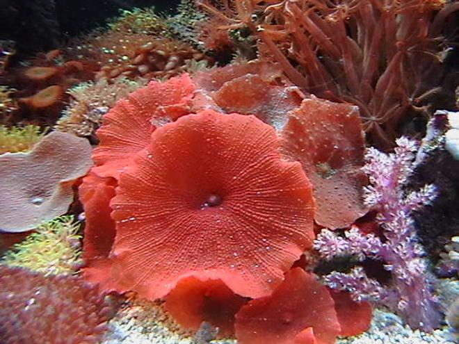 corals inverts - actinodiscus sp. - red mushroom stocking in 150 gallons tank - one of my very red mushrooms