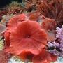 corals inverts - actinodiscus sp. - red mushroom stocking in 150 gallons tank - one of my very red mushrooms