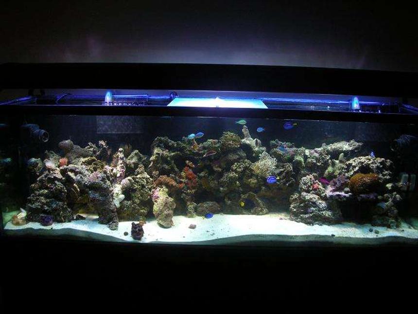 Rated #110: 125 Gallons Reef Tank - 5 months