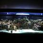 125 gallons reef tank (mostly live coral and fish) - 5 months