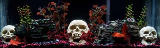 55 gallons freshwater fish tank (mostly fish and non-living decorations) - 55 gallon tank
9 red-bellied pirhana
1 rhino pleco
1 dragon goby