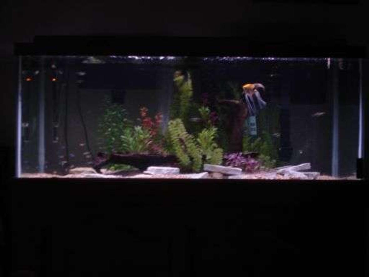 75 gallons freshwater fish tank (mostly fish and non-living decorations) - a work in progress