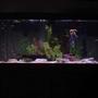 75 gallons freshwater fish tank (mostly fish and non-living decorations) - a work in progress