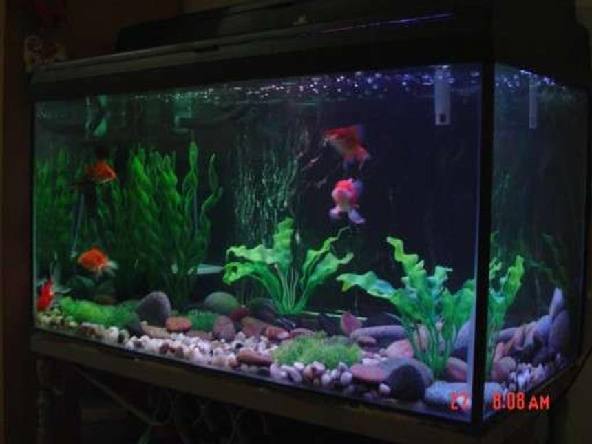 Rated #192: 30 Gallons Freshwater Fish Tank - My first goldfish tank