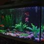 30 gallons freshwater fish tank (mostly fish and non-living decorations) - My first goldfish tank