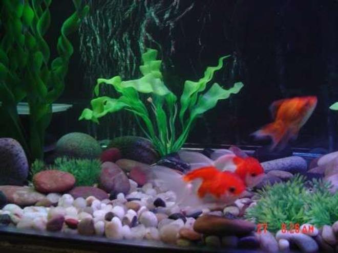 freshwater fish - carassius auratus - red cap oranda goldfish stocking in 30 gallons tank - Oranda goldfish