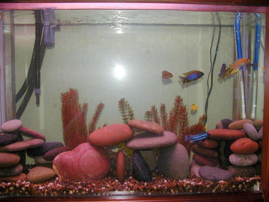 Rated #313: 55 Gallons Freshwater Fish Tank - My 55 gal African Cichlid tank.
African Ciichlids
1 male peacock
2 female peacocks
3 eletric yellow
1 red zebra
2 melanochromis johannii
2 bristlenose plecos