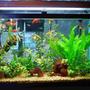 30 gallons planted tank (mostly live plants and fish) - 30 gal, dye co2 system, penguin 350 powerfilter, 200 watt heater, 160 watt aqualights on for 12 hours a day. 20 percent water change every saturday, feeding 3 tmes a week.