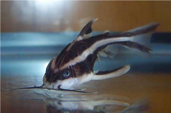 freshwater fish - platydoras costatus - striped raphael catfish stocking in 72 gallons tank - Striped Raphael Catfish, Platydoras Costatus