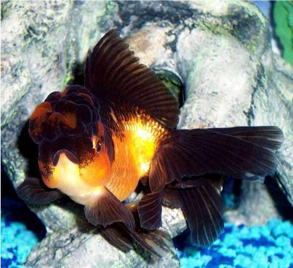freshwater fish - carassius auratus - panda oranda goldfish stocking in 72 gallons tank - Goldfish, Red and Black Oranda