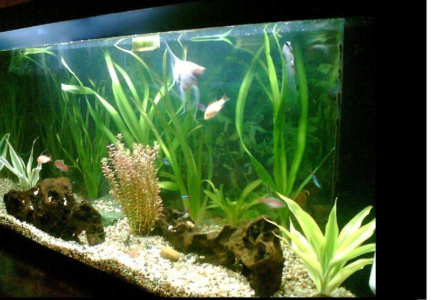 Rated #114: 22 Gallons Planted Tank - Sometimes is hard work but most of the times its all fun