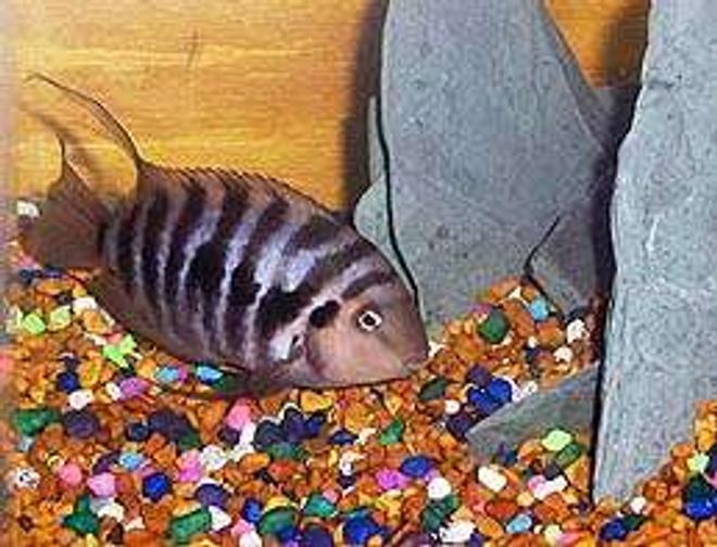 freshwater fish - archocentrus nigrofasciatus - black convict cichlid stocking in 45 gallons tank