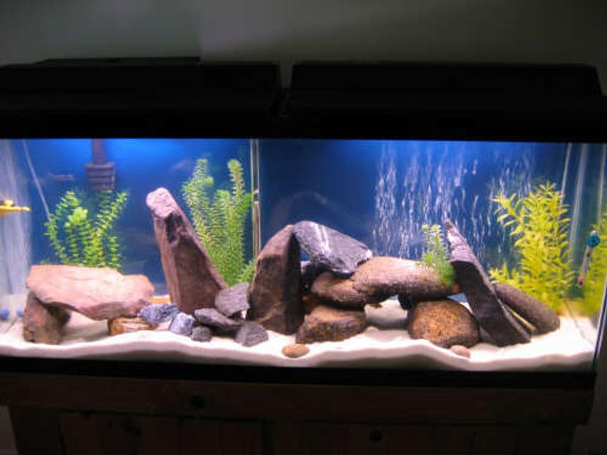 Rated #81: 55 Gallons Freshwater Fish Tank - added some more river rocks