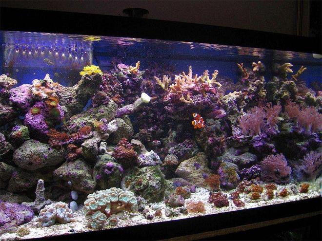 45 gallons reef tank (mostly live coral and fish) - 40 Gallon Breeder Display tank at 3 and a half months (May-Aug 06).