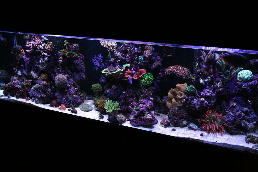 Rated #28: 125 Gallons Reef Tank - 125G Mixed Reef