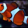 saltwater fish - amphiprion ocellaris - ocellaris clownfish stocking in 125 gallons tank - Clownfish