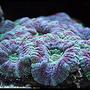corals inverts - acanthastrea lordhowensis - acan lord stocking in 125 gallons tank - Acan Lord