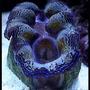 corals inverts - tridacna sp. - tridacna clam stocking in 125 gallons tank - Clam