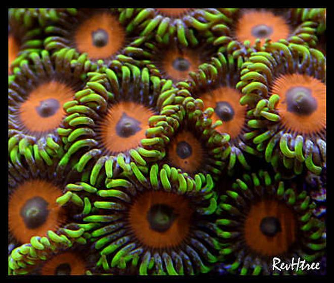 corals inverts - zoanthus sp. - eagle eye zoanthids stocking in 125 gallons tank - Zoanthids (Eagle Eyes)
