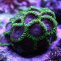corals inverts - palythoa sp. - purple people eater stocking in 125 gallons tank - Zoanthids (PHE) (Purple Hearted)