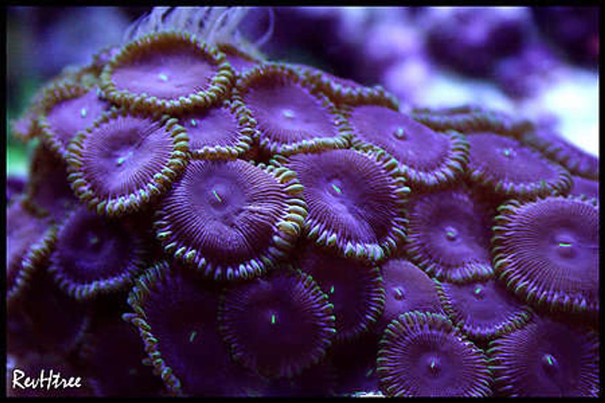 corals inverts - palythoa sp. - purple people eater stocking in 125 gallons tank - Palys (PPE's) (Purple People Eaters)