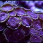 corals inverts - palythoa sp. - purple people eater stocking in 125 gallons tank - Palys (PPE's) (Purple People Eaters)