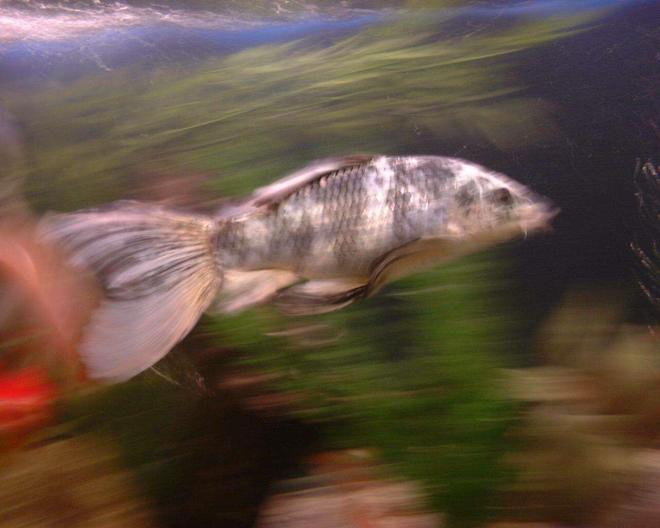 freshwater fish - cyprinus carpio - koi stocking in 36 gallons tank - Sparky, the butterfly Koi, Swimming in motion!