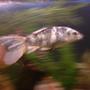 freshwater fish - cyprinus carpio - koi stocking in 36 gallons tank - Sparky, the butterfly Koi, Swimming in motion!