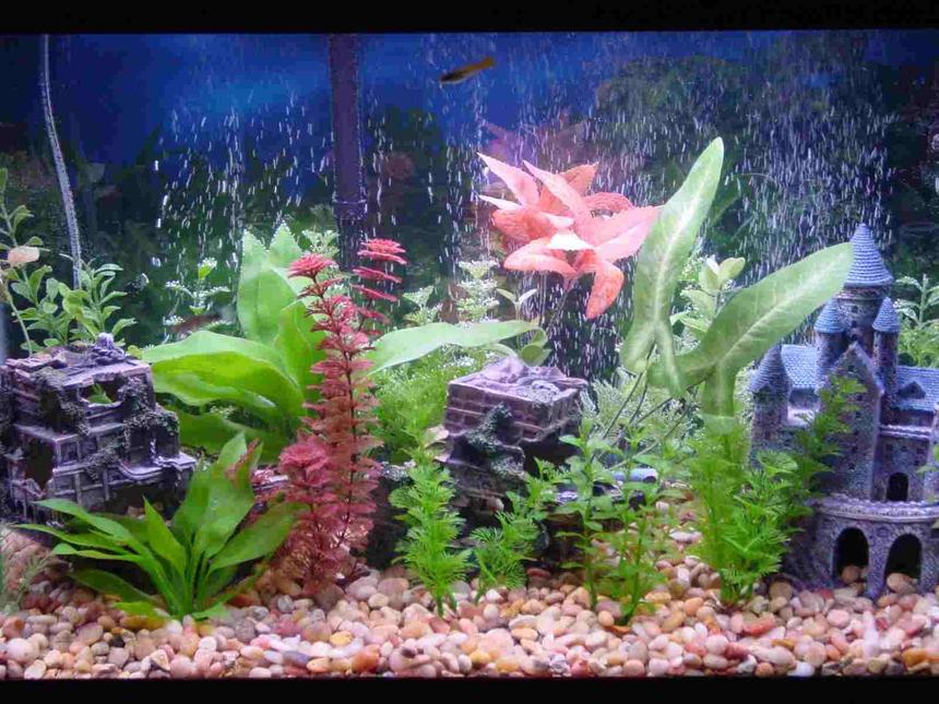 Rated #283: 30 Gallons Freshwater Fish Tank - This s my Tank {see planted tanks} before I went all natural. Loved it, but wanted to go real plants . . . .