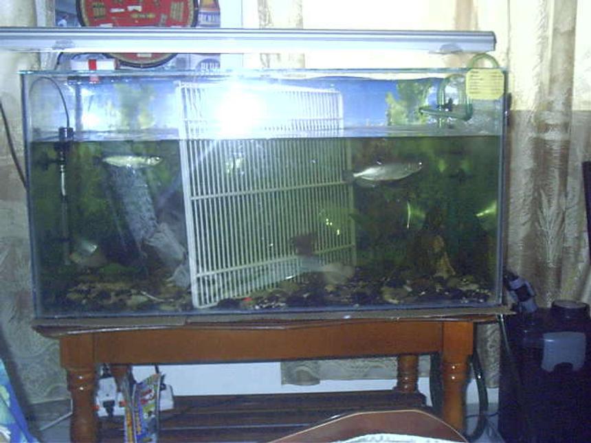 Rated #439: 300 Gallons Freshwater Fish Tank - hh