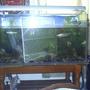 300 gallons freshwater fish tank (mostly fish and non-living decorations) - hh