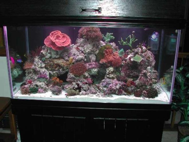 120 gallons reef tank (mostly live coral and fish) - Tank is a 120 gallon, 48"x24"x24" and has the following inhabitants:

Dwarf Fuzzy Lionfish, Copperband Butterfly, Yellow-tailed Blue Damsel, Pajama Cardinal Fish, Orchid Dottyback, One-Spot Rabbitfish, Maroon Clownfish

Alcyonium, Maroon Bubbletip Anemone, Devils Finger Leather, Sarcophyton, Ricordia, Tonga Mushrooms, Daisy Polyps, Encrusting Gorgonian, Green Star Polyps, Blastomussa Welsi and Merletti, Montipora Capricornis, Montipora Digitata, Green Tree, Blue Zenia, Red Sea Zenia, Crocea Clam.

I have 500 watts of MH and 220 watts of VHO.  I also have a LunerTracker for night time viewing.   My sump is a 30 gallon breeder with baffles which houses an AquaMedic Skimmer and a Mag12 return pump.  There is also an automatic topoff unit.  

The tank is the result of combining a 55 gallon and a 29 gallon.  Now I only have one tank to take care of:)