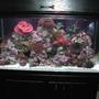 120 gallons reef tank (mostly live coral and fish) - Tank is a 120 gallon, 48"x24"x24" and has the following inhabitants: Dwarf Fuzzy Lionfish, Copperband Butterfly, Yellow-tailed Blue Damsel, Pajama Cardinal Fish, Orchid Dottyback, One-Spot Rabbitfish, Maroon Clownfish Alcyonium, Maroon Bubbletip Anemone, Devils Finger Leather, Sarcophyton, Ricordia, Tonga Mushrooms, Daisy Polyps, Encrusting Gorgonian, Green Star Polyps, Blastomussa Welsi and Merletti, Montipora Capricornis, Montipora Digitata, Green Tree, Blue Zenia, Red Sea Zenia, Crocea Clam. I have 500 watts of MH and 220 watts of VHO. I also have a LunerTracker for night time viewing. My sump is a 30 gallon breeder with baffles which houses an AquaMedic Skimmer and a Mag12 return pump. There is also an automatic topoff unit. The tank is the result of combining a 55 gallon and a 29 gallon. Now I only have one tank to take care of:)