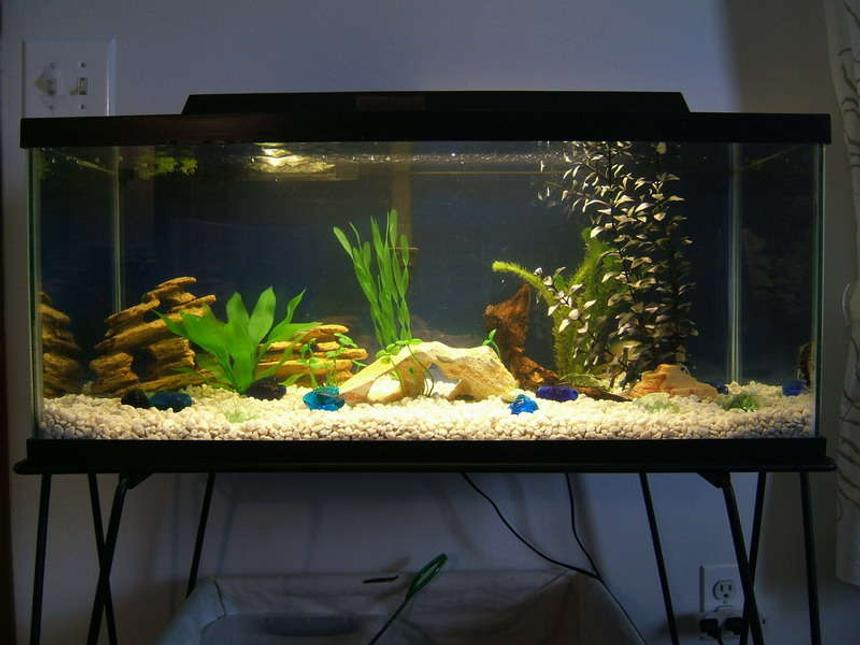 Rated #222: 20 Gallons Freshwater Fish Tank - 20 Gallon tank with both live and fake plants.
you cant really see my fish in this photo, they are in the back behind plants.