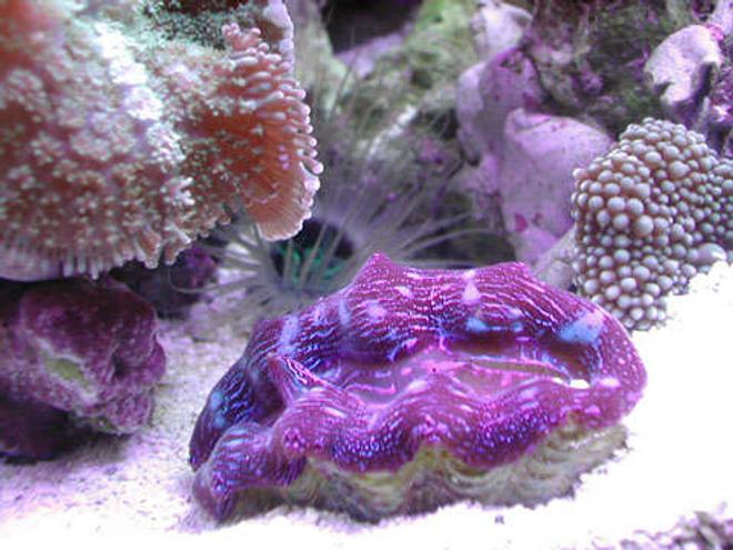 corals inverts - tridacna crocea - crocea clam stocking in 20 gallons tank - Ultra Crocea Clam