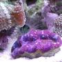 corals inverts - tridacna crocea - crocea clam stocking in 20 gallons tank - Ultra Crocea Clam