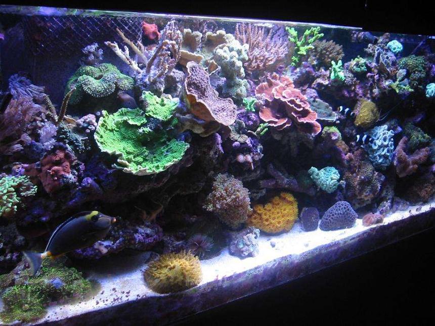 Rated #8: Fish Tank Picture - 55 gallon reef tank