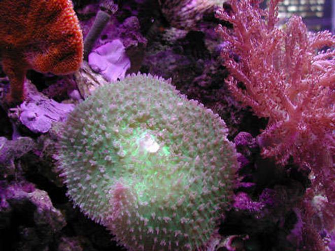 corals inverts - amplexidiscus spp. - giant cup mushroom stocking in 20 gallons tank - Large mushroom (about 5" in diameter).