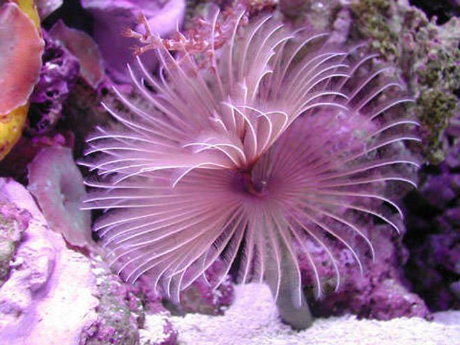 corals inverts - protula bispiralis - hard tube coco worm stocking in 20 gallons tank - Red feather duster
