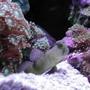 saltwater fish - cryptocentrus cinctus - yellow watchman goby stocking in 20 gallons tank - Yellow Watchman Goby
