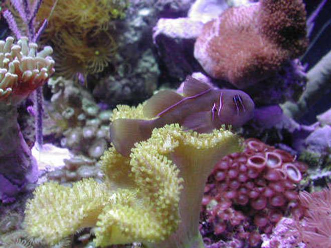 corals inverts - sarcophyton elegans - yellow fiji leather coral stocking in 20 gallons tank - Yellow Citron Goby