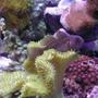 corals inverts - sarcophyton elegans - yellow fiji leather coral stocking in 20 gallons tank - Yellow Citron Goby