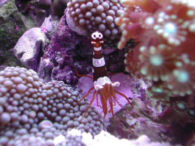 corals inverts - thor amboinensis - sexy anemone shrimp stocking in 20 gallons tank - Sexy Shrimp