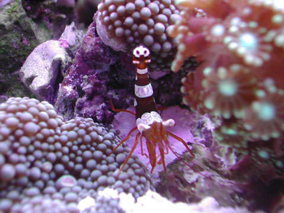 corals inverts - thor amboinensis - sexy anemone shrimp stocking in 20 gallons tank - Sexy Shrimp