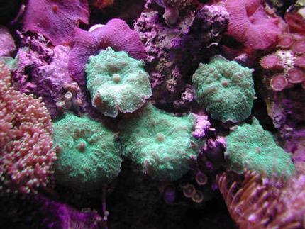 corals inverts - rhodactis inchoata - bullseye mushroom stocking in 20 gallons tank - Brilliant Green Mushrooms