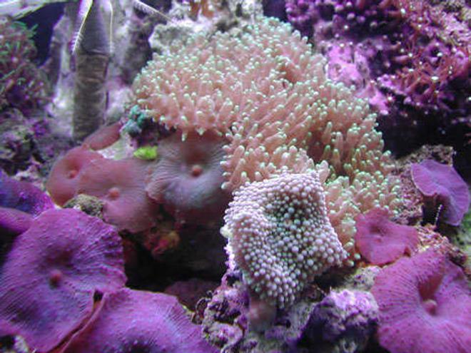 corals inverts - rhodactis inchoata - bullseye mushroom, purple stocking in 20 gallons tank - Fuzzy Mushrooms