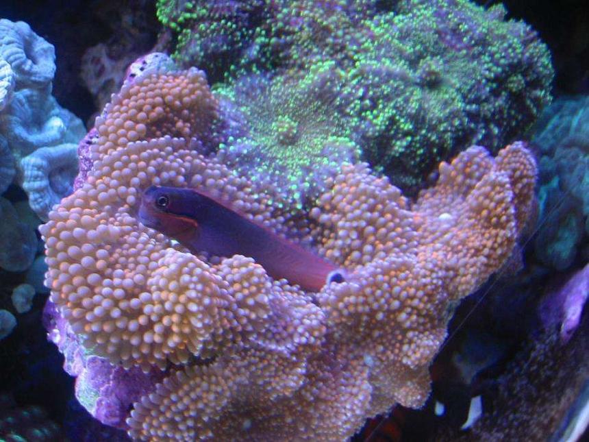 Rated #25: Corals Inverts - Ricordea Florida - Ricordea Mushroom Stocking In 55 Gallons Tank - Tail Spot Blennie on Pink Ricordias
