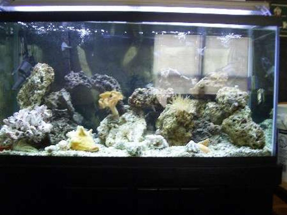 90 gallons reef tank (mostly live coral and fish) - 2 month old tank